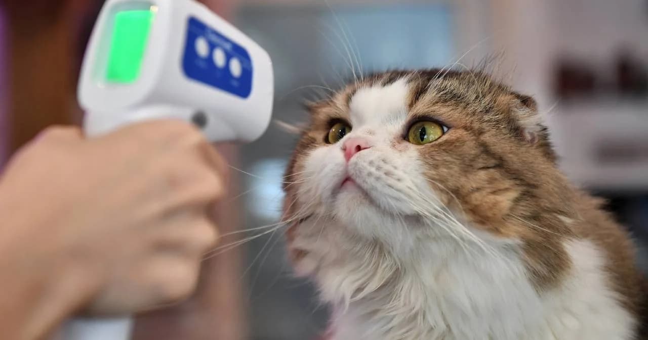 ไป “คาเฟ่สัตว์เลี้ยง” ดูได้ ห้ามจับ งดป้อนอาหาร เพิ่มมาตรการป้องกันโควิด-19