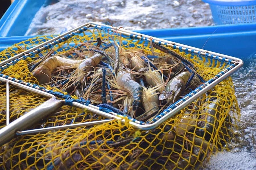 กรมประมงเตรียมเปิดตลาด “กุ้งก้ามกราม” ขายในปั๊มน้ำมันพีทีที นำร่อง 4 จุดใน กทม.