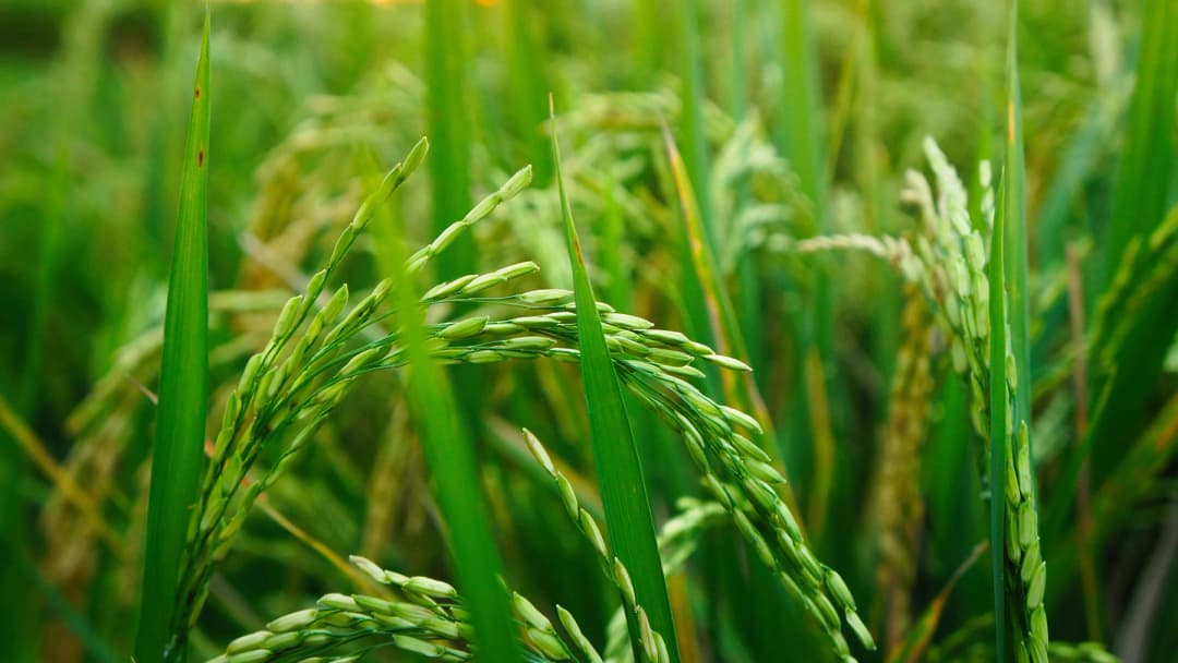 ก.พาณิชย์มั่นใจไทยยังครองแชมป์ตลาดข้าวหอมมะลิฮ่องกง