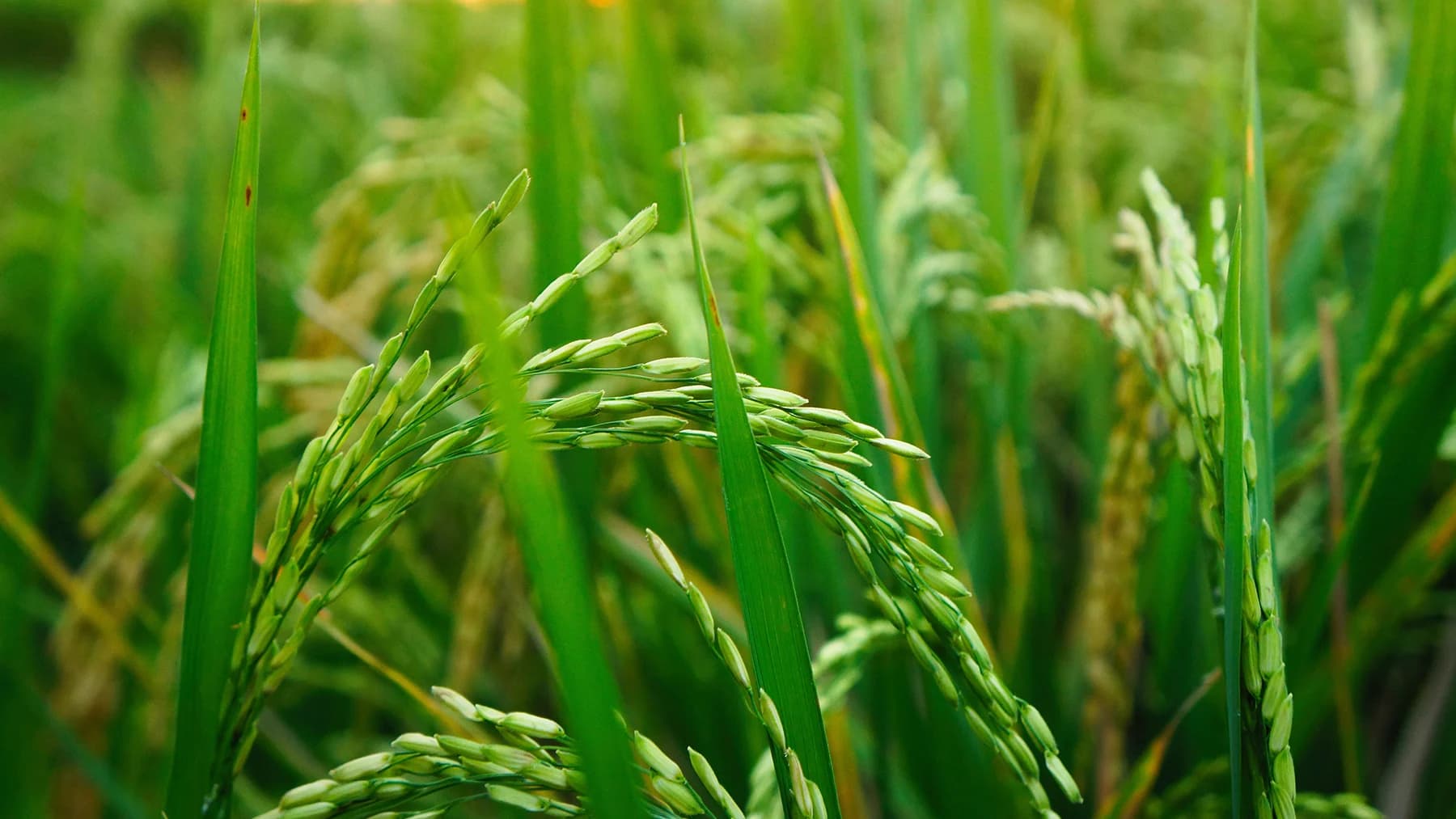 ก.พาณิชย์มั่นใจไทยยังครองแชมป์ตลาดข้าวหอมมะลิฮ่องกง