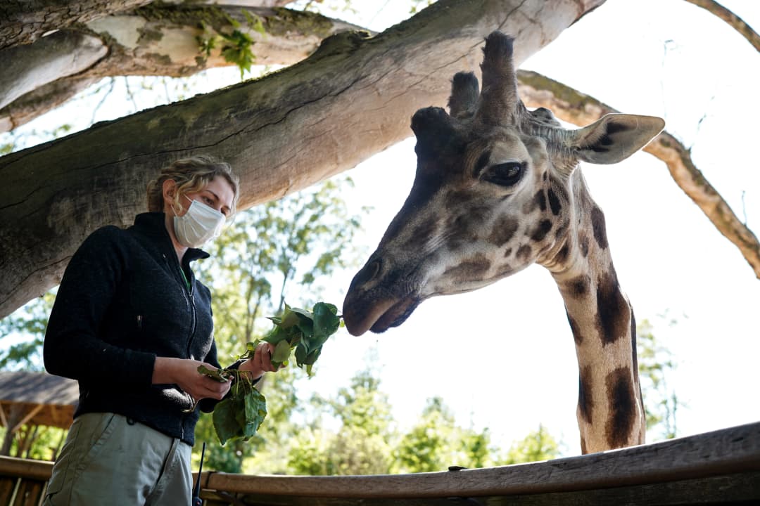 โควิด-19 กระทบสวนสัตว์ทั่วโลก สัตว์เหงาหงอย เงินร่อยหรอ