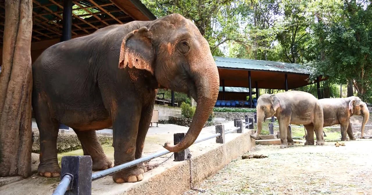 ไลฟ์สด “ปางช้างออนไลน์” คนดูซื้ออาหารเลี้ยงได้เรียลไทม์ หวังทางรอดท่องเที่ยวซึมอีก 1-2 ปี