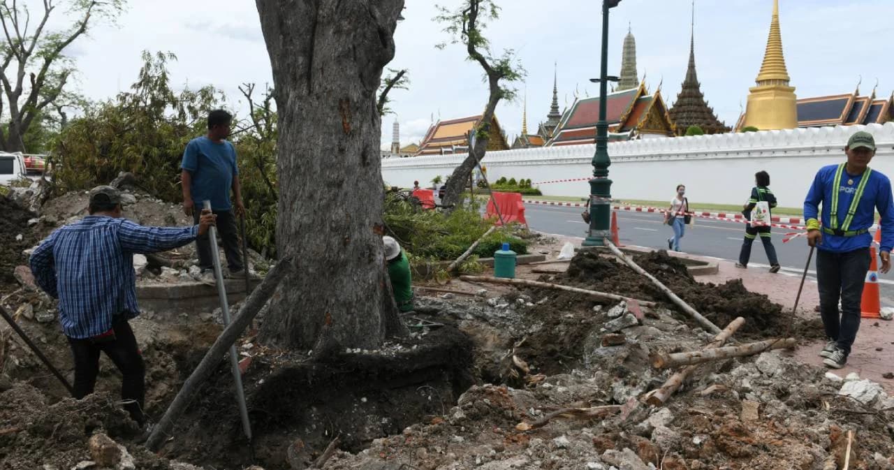 เริ่มล้อมย้ายต้นมะขาม เตรียมก่อสร้างอุโมงค์ทางเดินลอดถนน วงเงิน 1,125 ล้าน