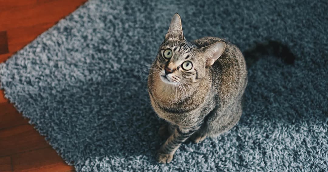 อาหารแมวมีโอกาสโตในตลาดนิวซีแลนด์ DITP แนะคงมาตรฐานเร่งพัฒนาคุณภาพ