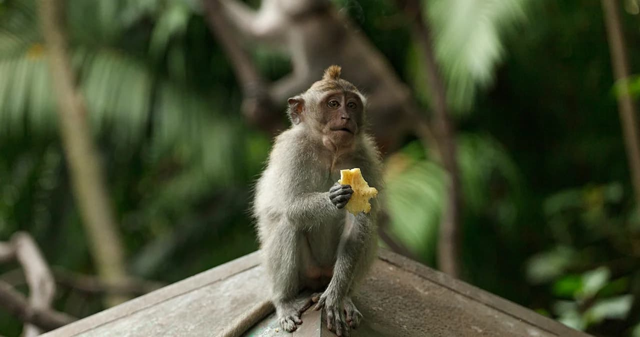 ไทยพบไข้มาลาเรีย ‘โนวไซ’ ระบาดจากลิงสู่คนป่วยแล้ว 70 ราย สธ.เตือน ‘ยุงก้นปล่อง’ เป็นพาหะ