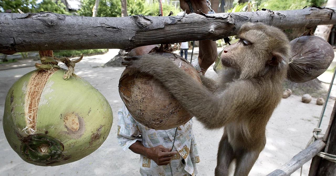 จุรินทร์ ประชุมด่วน 8 ก.ค. สรุปแนวทางชี้แจงหลังต่างชาติแบนกะทิไทย ยันไม่ได้ใช้แรงลิง