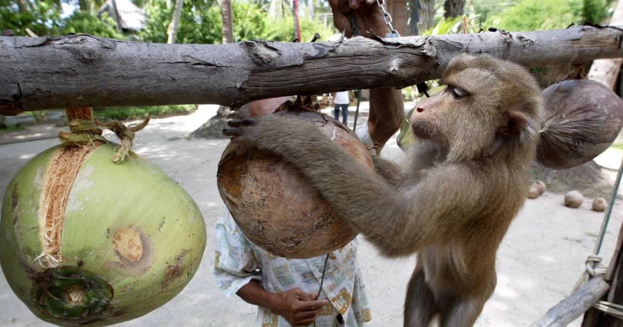 ‘ลิงเก็บมะพร้าว’ ปมร้อนจากองค์กรพิทักษ์สัตว์ สู่ผลกระทบการค้ามหาศาล