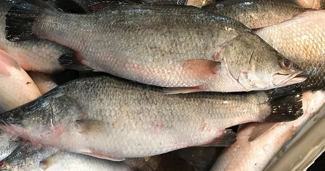 พาณิชย์ดึงห้างโมเดิร์นเทรด แก้ปัญหา “ปลากะพง” ตั้งเป้า 3 เดือนรับซื้อ 600 ตัน