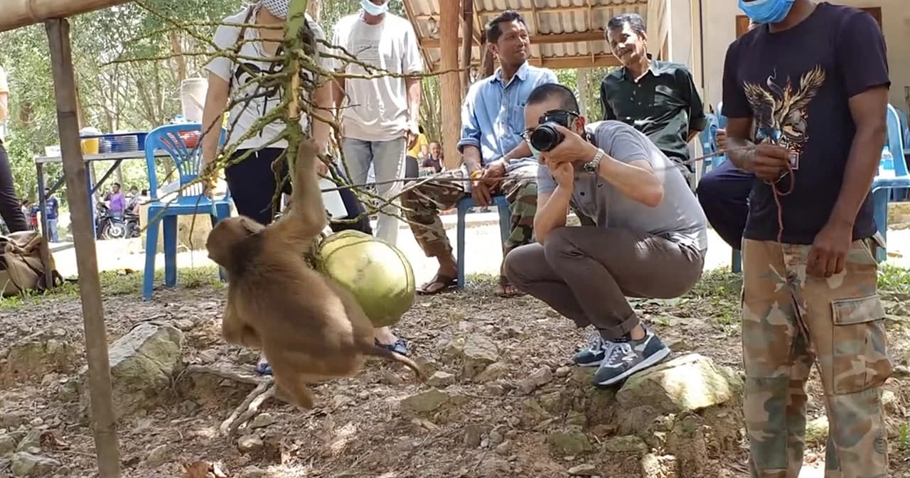 ผู้เลี้ยงลิงเก็บมะพร้าวพาสื่อญี่ปุ่นดูทุกขั้นตอน ยันให้เก็บแค่วันละ 300 ลูก ไม่มีทารุณ