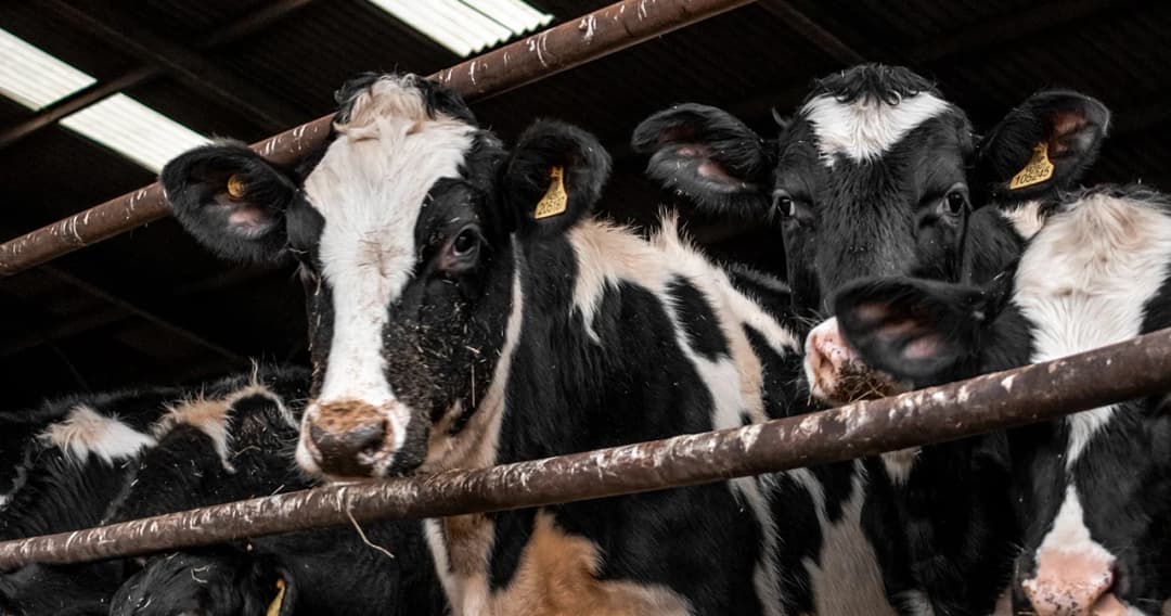 ธ.ก.ส. เปิดตัวประกันภัยโคเนื้อ คุ้มครองอุบัติเหตุ-ป่วยตาย หวังบรรเทาความเสียหายเกษตรกร