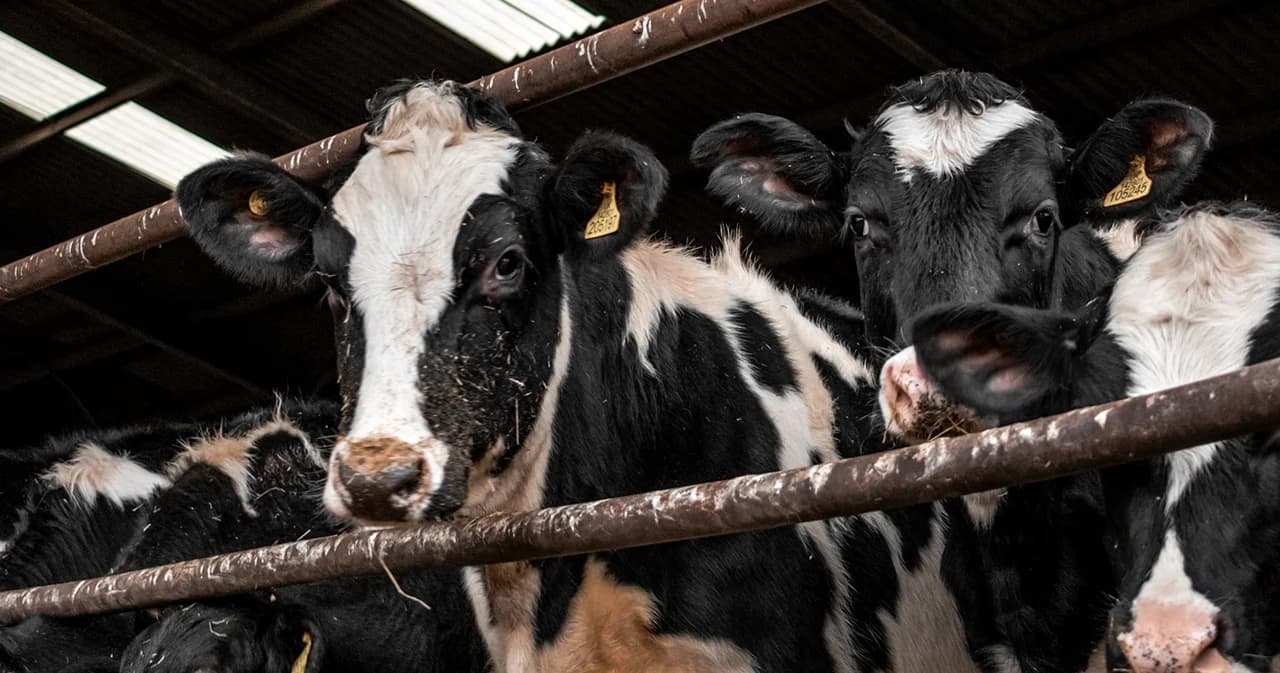 ธ.ก.ส. เปิดตัวประกันภัยโคเนื้อ คุ้มครองอุบัติเหตุ-ป่วยตาย หวังบรรเทาความเสียหายเกษตรกร