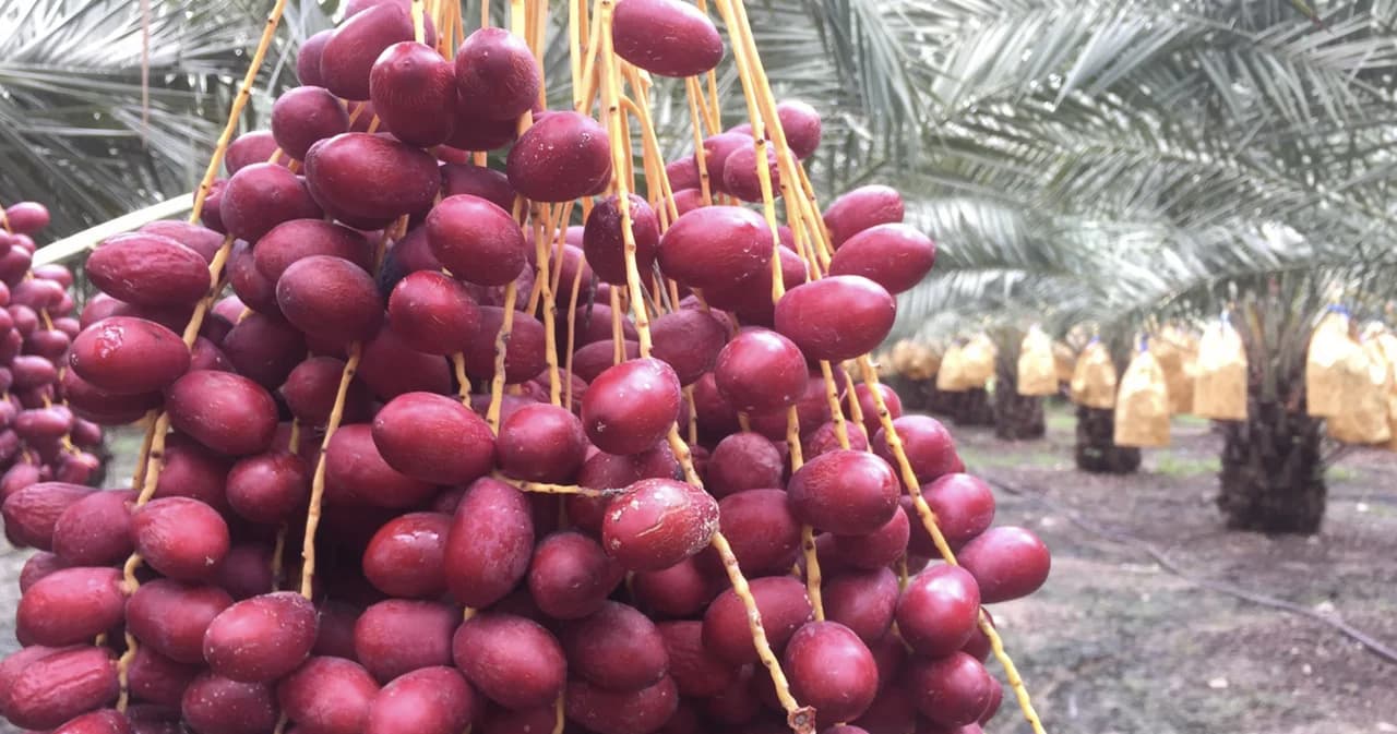 แม็คโคร ร่วมกับกรมการค้าภายใน รับซื้ออินทผลัมกว่า 15 ตันจากสวนนิมิตใหม่