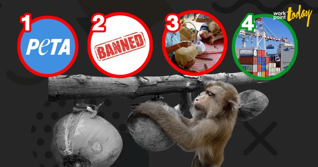 ‘ปรับปรุงห่วงโซ่อุปทานภายในประเทศ’ ทางเลือกที่ดีที่สุดในการแก้ปัญหา ‘ลิงเก็บมะพร้าว’