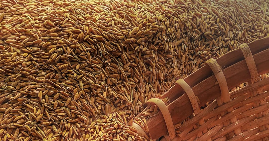 ไทยส่งออกข้าวอันดับ 3 ของโลก ยอดครึ่งปีแรกติดลบ 32% คาดส่งออกข้าวทั้งปี 6.5 ล้านตัน