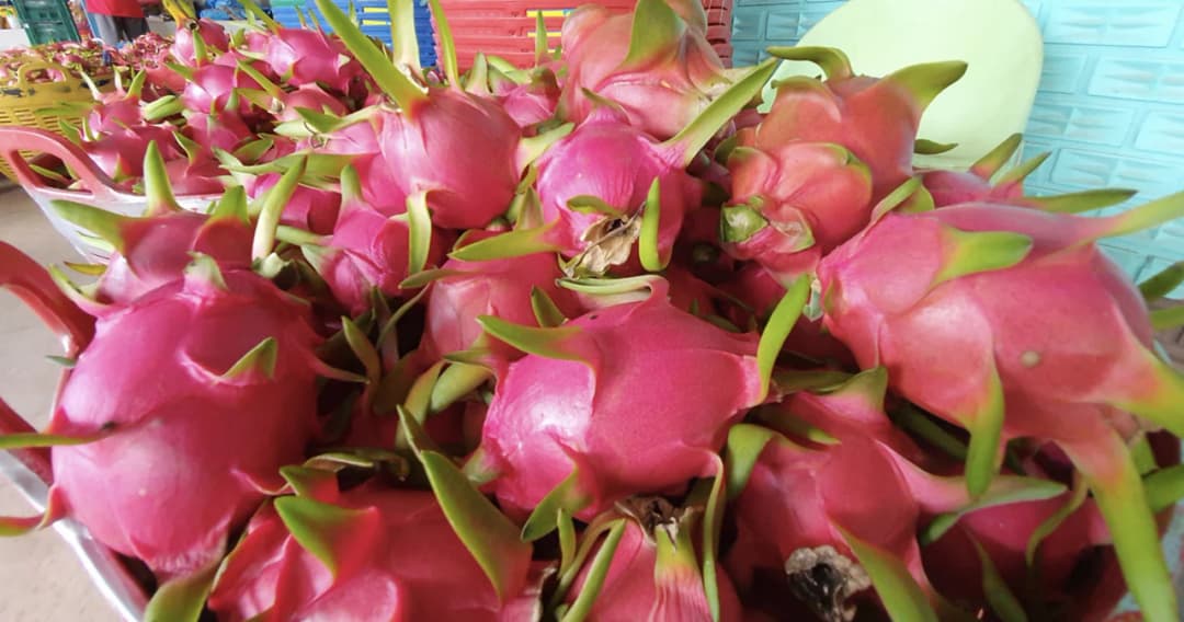 แก้วมังกรล้นตลาด เกษตรกร จ.เลย ขายโลละ 5 บาท ชวน นทท.แวะซื้อ