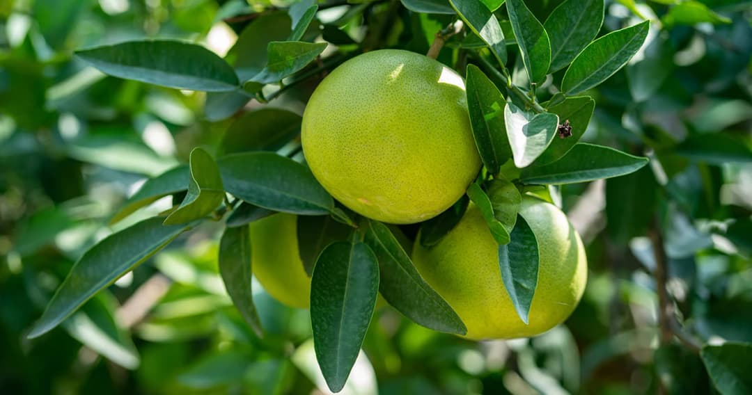 พาณิชย์เร่งดันแผน ‘เกษตรผลิต พาณิชย์ตลาด’ เล็งเปิดสถานที่ท่องเที่ยวสินค้า GI