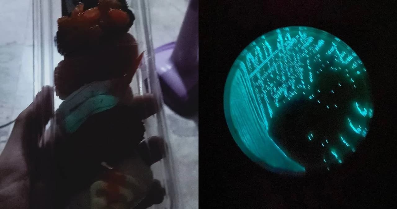 ผลตรวจซูชิเรืองแสงปนเปื้อนแบคทีเรีย หมอชี้มีเชื้อไม่ต่ำกว่าล้านเซลล์ต่ออาหาร 1 กรัม