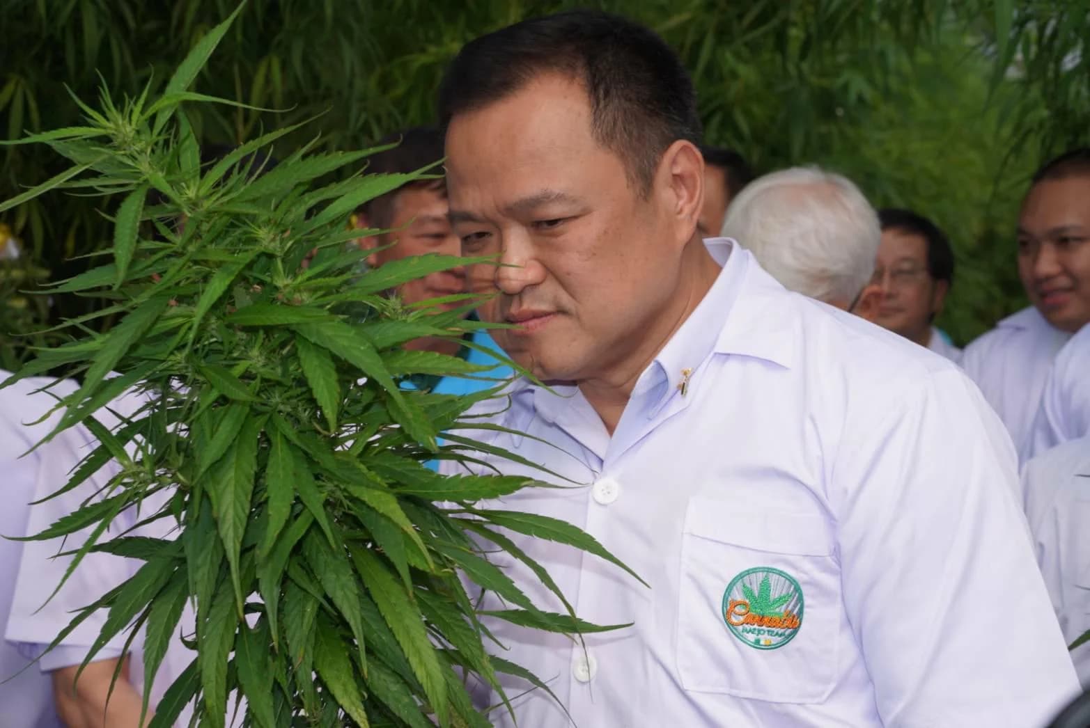 สธ.เสนอ ครม.แก้พ.ร.บ. ยาเสพติด ไฟเขียวให้ปลูกกัญชาเองได้