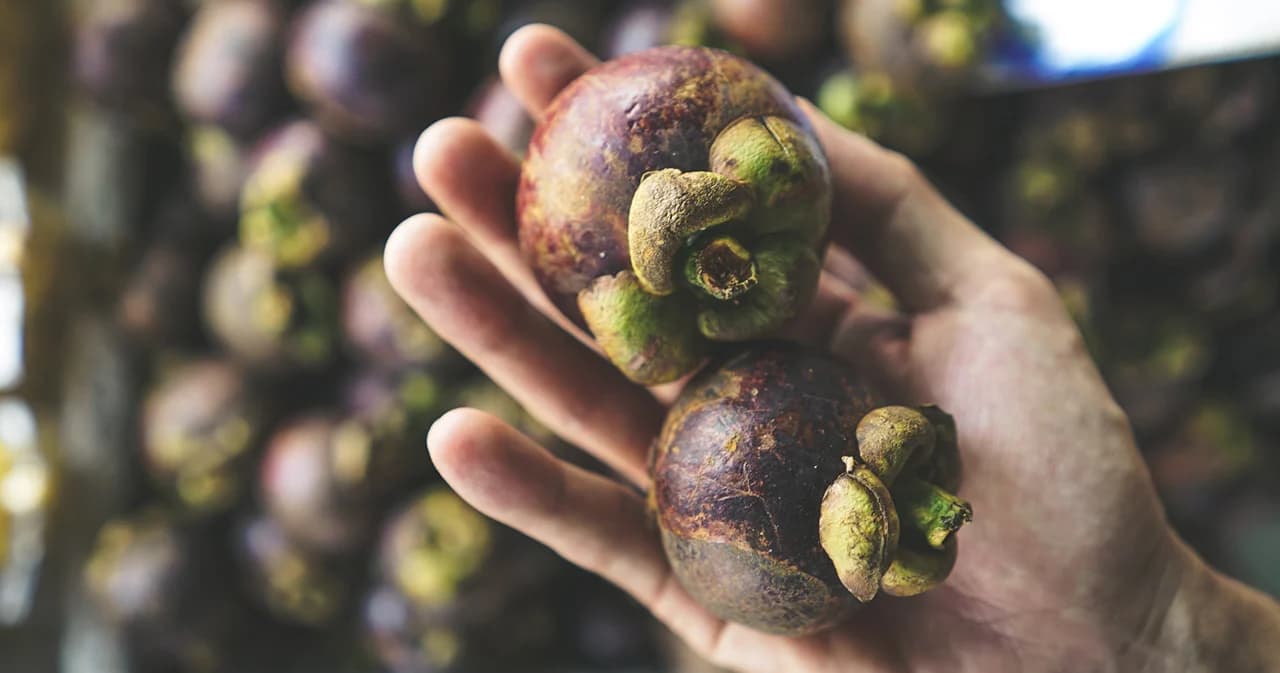 กรมทรัพย์สินทางปัญญา เล็งขึ้นทะเบียน GI มังคุดเขาคีรีวง พบมีความโดดเด่นเรื่องคุณภาพและความอร่อย