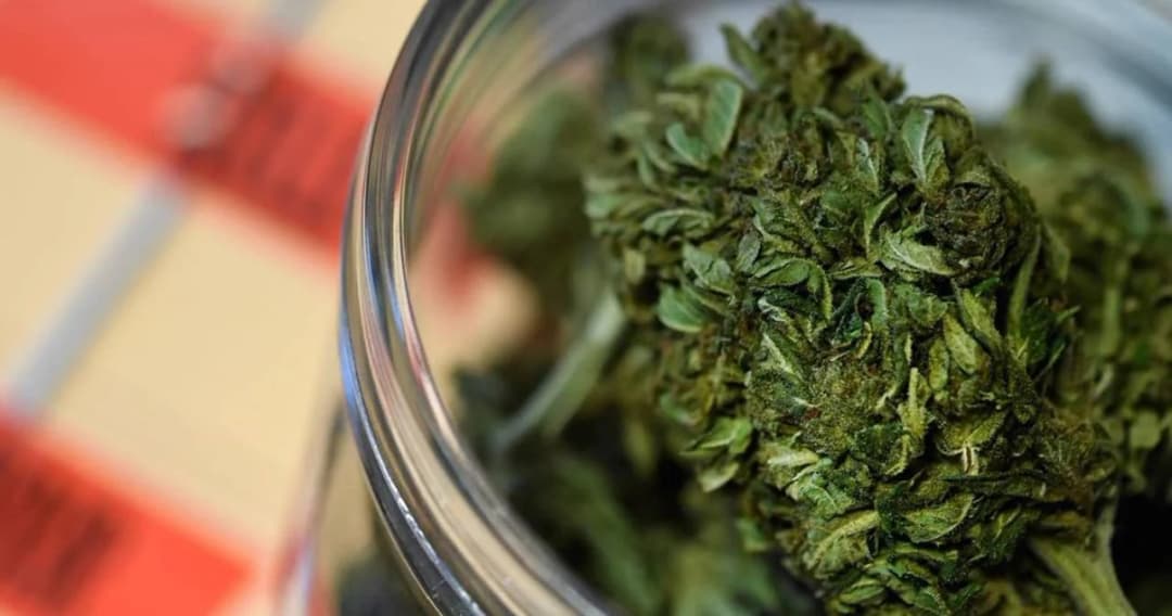 มติครม. ขยายวงปลดล็อกกัญชาเสรี ผู้ป่วย-หมอพื้นบ้าน-แพทย์แผนไทย ใช้ได้