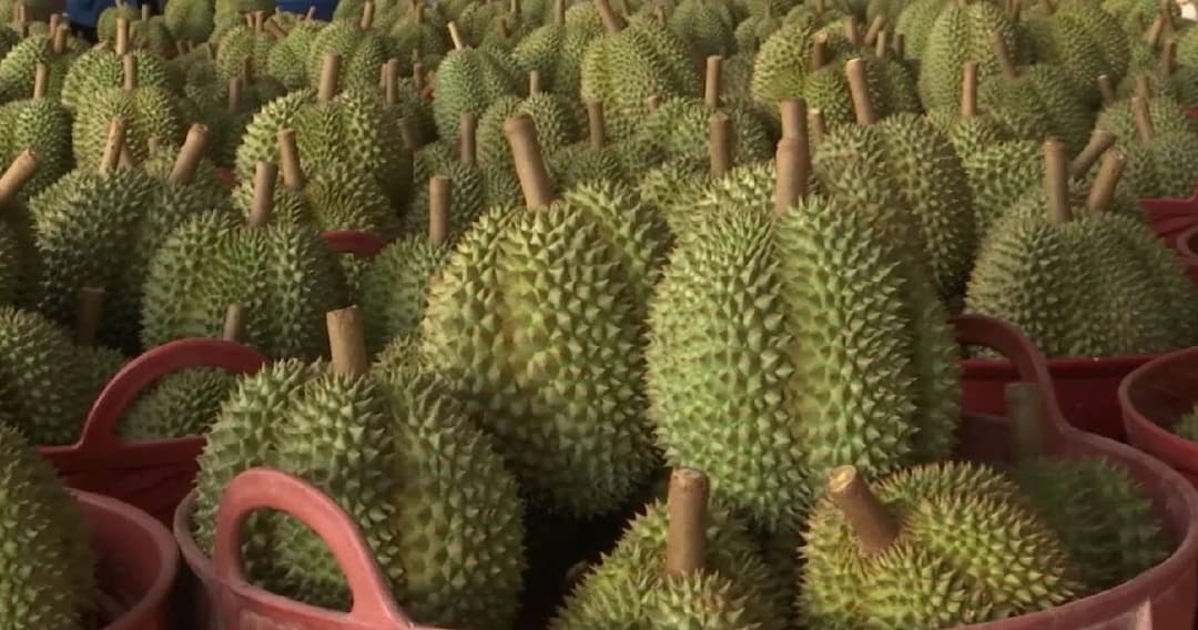 ส่งออก ‘ทุเรียนไทย’ ครึ่งปีแรก ตลาดจีนขยายตัวถึง 140% อานิสงส์FTA อาเซียน-จีน หนุน