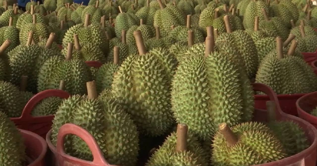 ส่งออก ‘ทุเรียนไทย’ ครึ่งปีแรก ตลาดจีนขยายตัวถึง 140% อานิสงส์FTA อาเซียน-จีน หนุน