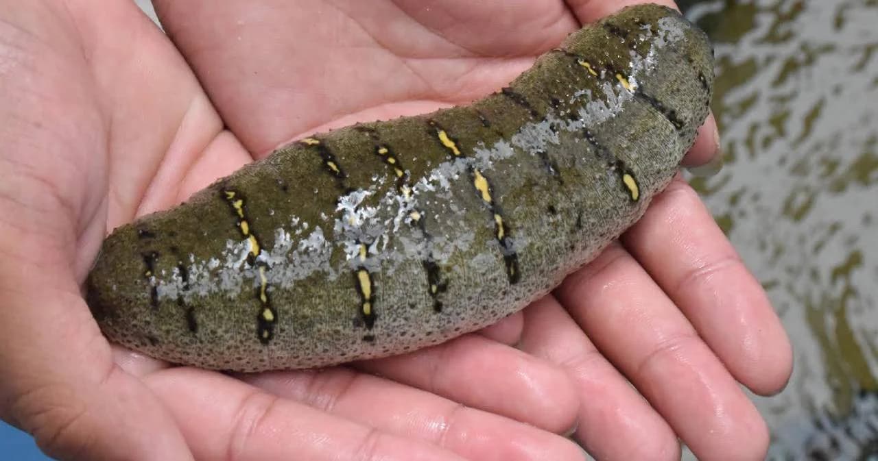 กรมประมงดัน ‘ปลิงทะเล’ ขึ้นแท่นสัตว์น้ำเศรษฐกิจไทย ราคาสูงถึง กก.ละ 7,000 บาท