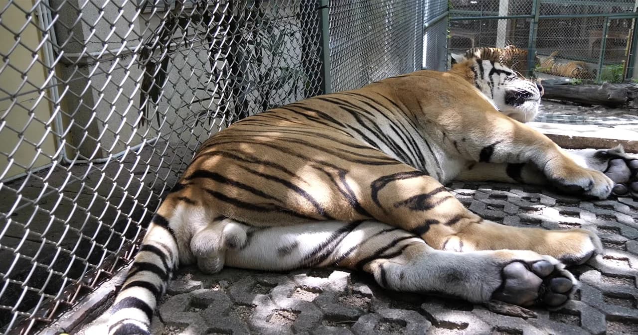 แจงดราม่าจับไข่เสือ ปกติให้ นทท.จับแค่ตัว ยันเสือเลี้ยงไม่ดุ มีคนคุมอยู่