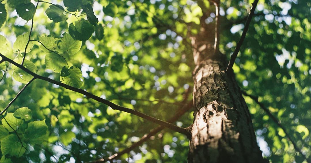 พาณิชเผยเกษตรกร 4 จังหวัดนำร่องยื่นจดทะเบียนต้นไม้ยืนต้นค้ำประกันขอสินเชื่อกว่า 1 แสนต้น