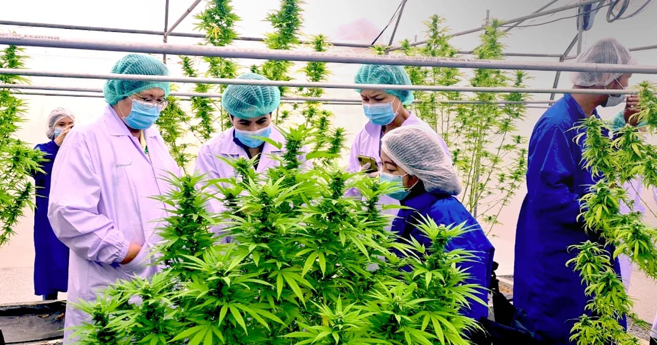 อย. สำรวจแปลงปลูกกัญชาการแพทย์ เตรียมพร้อมรับปลดล็อกออกจากยาเสพติดสิ้นเดือนนี้