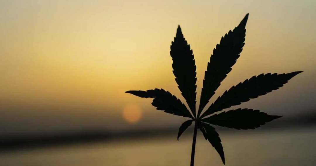 อย.เตือน ช่อดอกและเมล็ดกัญชา ยังเป็นยาเสพติด