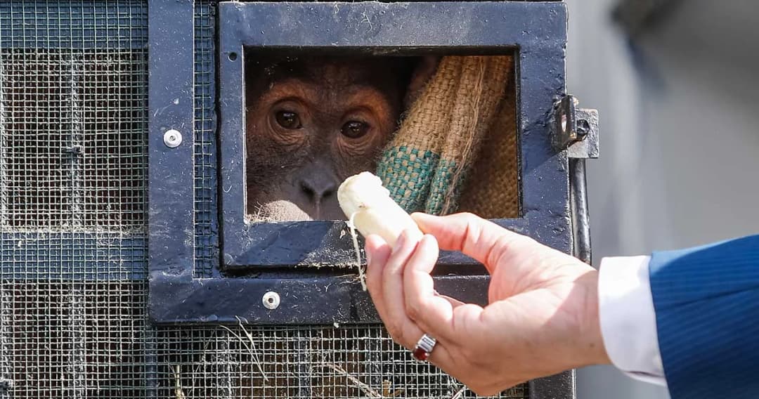 ไทยส่งคืน นาตาลี-อุ๋งอิ๋ง อุรังอุตังของกลางคืนถิ่นกำเนิดประเทศอินโดนีเซีย