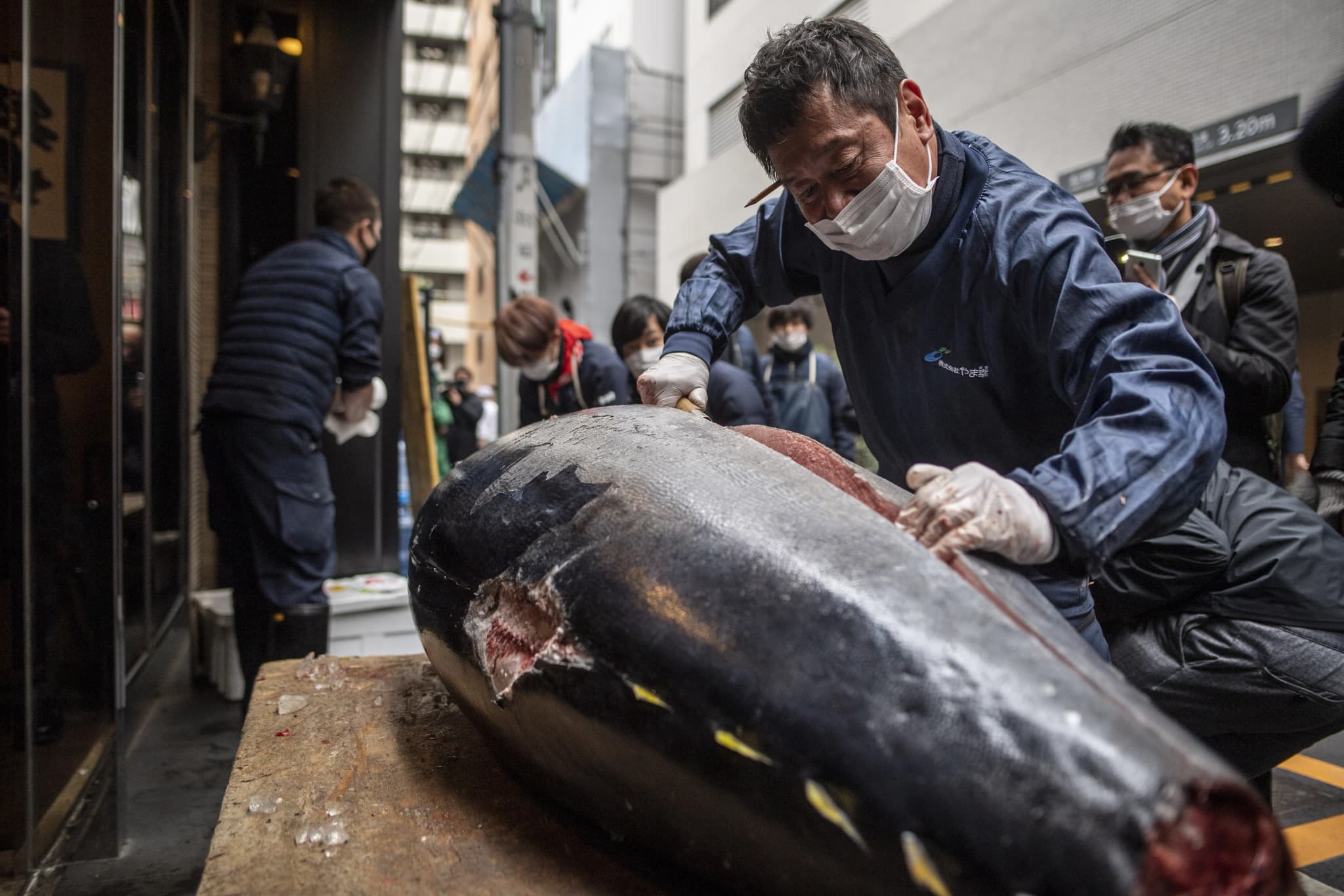 ตลาดปลา โทโยสุ ทูน่า ครีบน้ำเงิน AFP0164