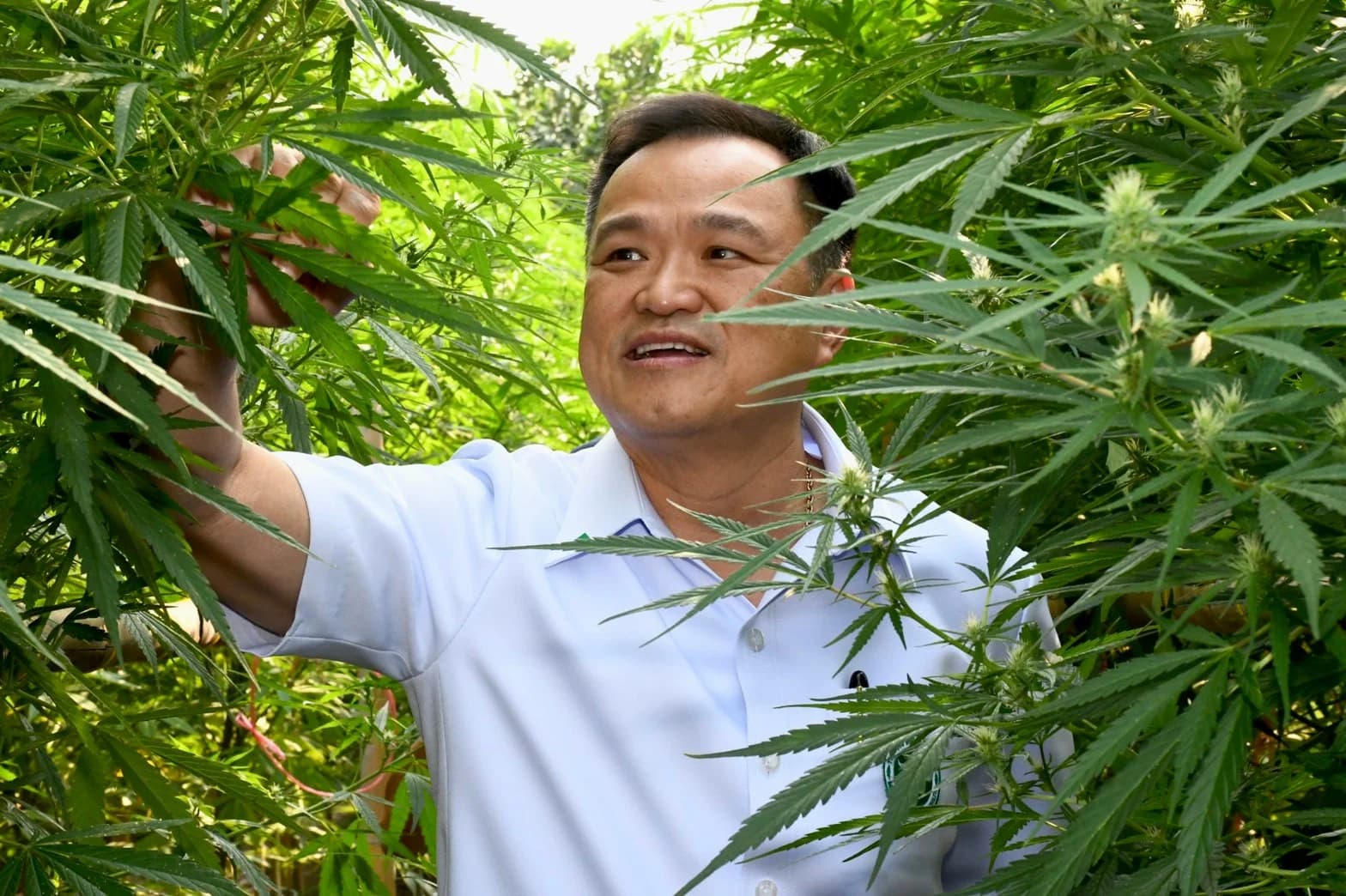 ‘อนุทิน’ ลงนามแล้ว ‘กัญชา’ เป็นสมุนไพรควบคุม เด็กอายุต่ำกว่า 20 ปี หญิงตั้งครรภ์-ให้นมบุตร ห้ามใช้