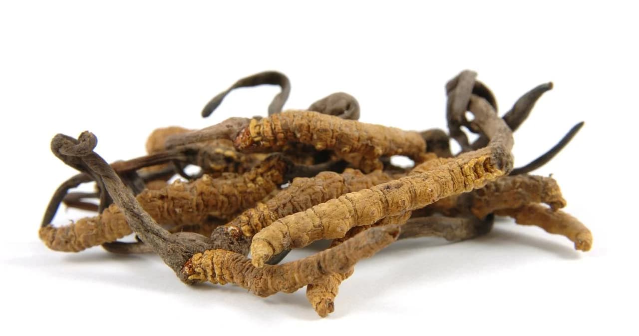 สมาคมโรคไตฯ ออกแถลงการณ์ ไม่สนับสนุนให้ผู้ป่วยทาน ‘ถังเช่า’ ชี้ยังไม่มีข้อมูลชัดว่ามีประโยชน์กับไต