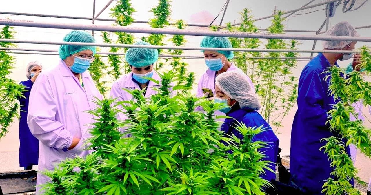 อย. แจงทุกคนสามารถใช้ส่วนของกัญชา-กัญชง ที่ไม่เป็นยาเสพติดได้ ไม่มีเหลื่อมล้ำ