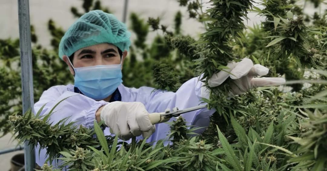 อย. เปิดตัวระบบประมวลผลกัญชา-กัญชงอัจฉริยะแบบเรียลไทม์