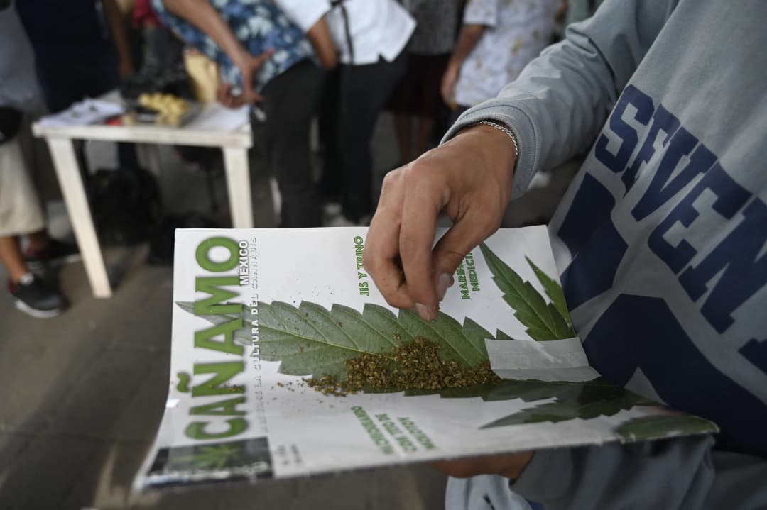 กัญชา เม็กซิโก AFP0364