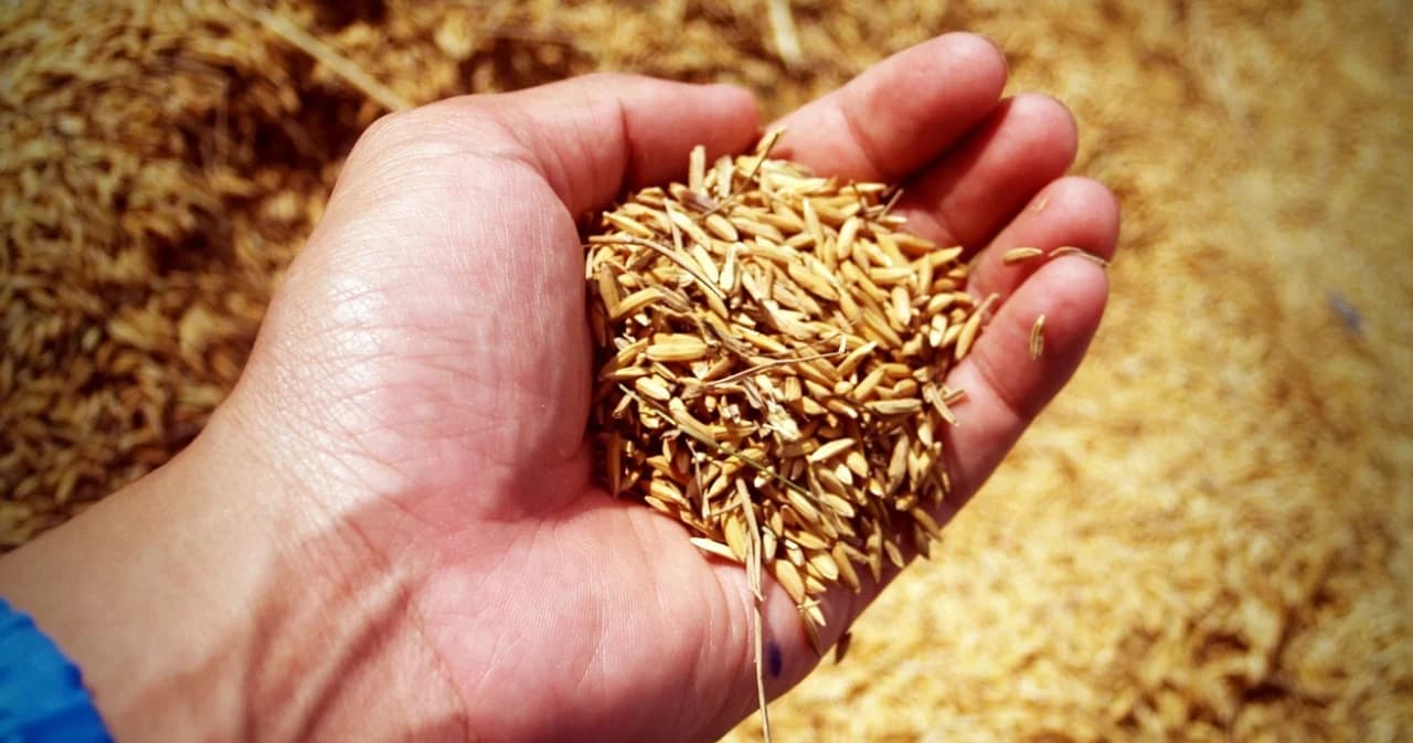 ศาลปกครองกลางพิพากษา นักการเมือง-อดีตบิ๊ก ขรก. ชดใช้ค่าเสียหายคดีข้าวจีทูจีตามคำสั่ง ก.พาณิชย์เป็นธรรมแล้ว