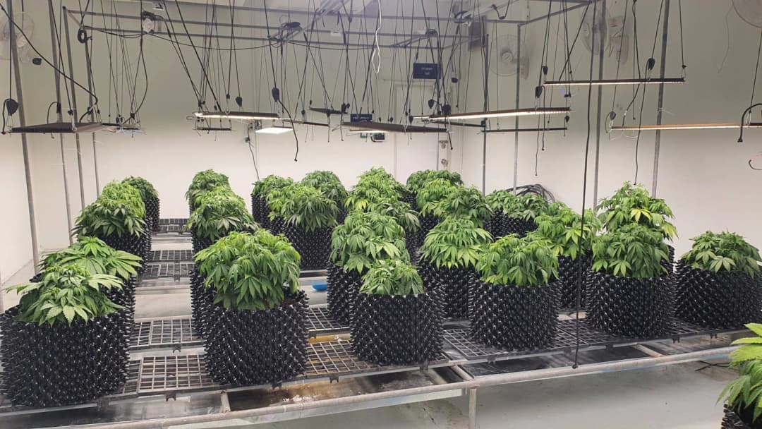 สมาคมการค้าอุตสาหกรรมกัญชงไทยเร่งขับเคลื่อนกัญชง สู่พืชเศรษฐกิจใหม่ของไทย