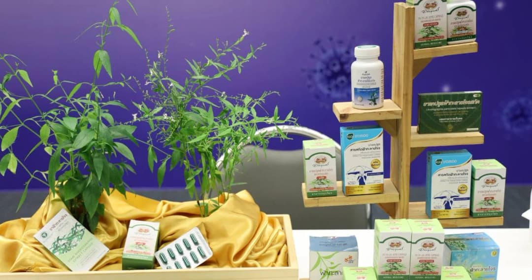 สปสช. ให้เบิกจ่าย ‘ฟ้าทะลายโจร’ รักษาผู้ป่วยโควิด-19 อาการน้อย