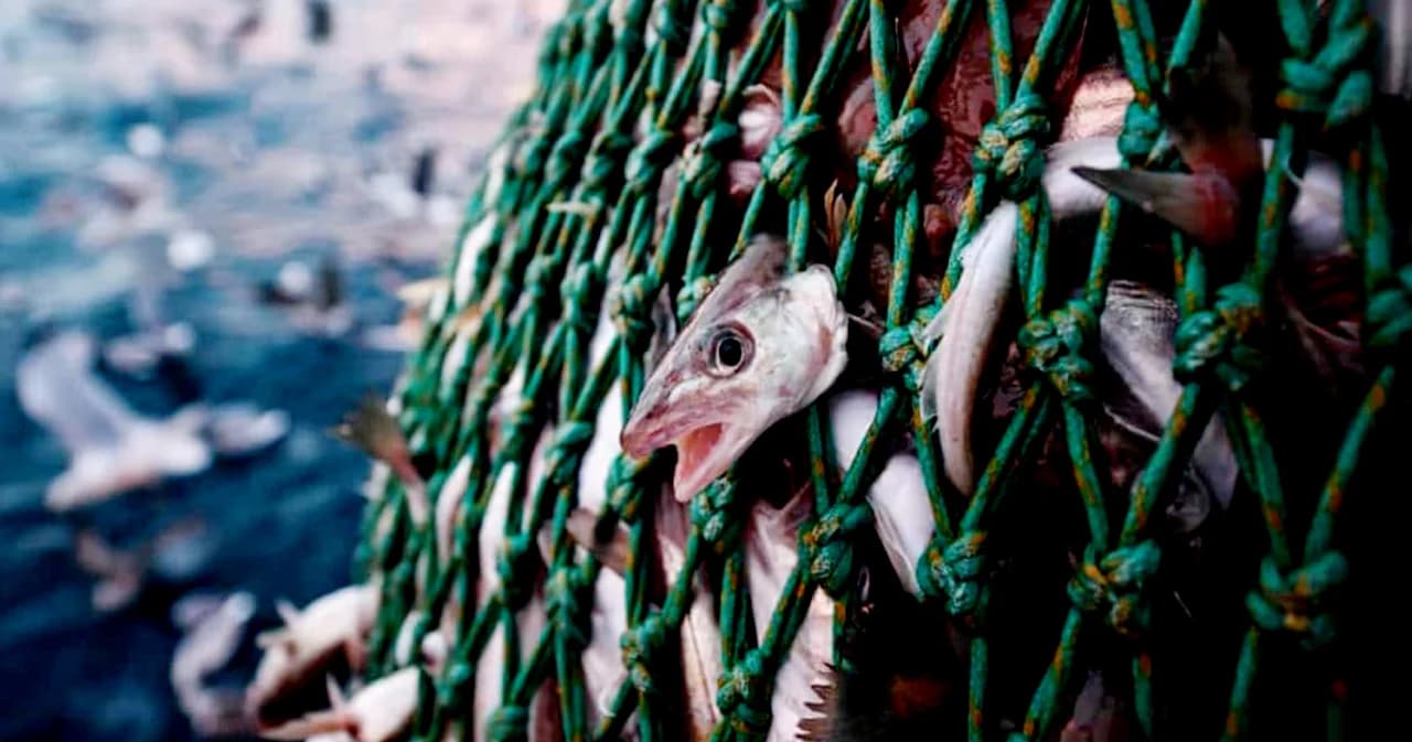 หวั่นปลาหมดทะเล! ประชาสังคมชี้หากยังจับ-ขาย-บริโภคสัตว์น้ำวัยอ่อน