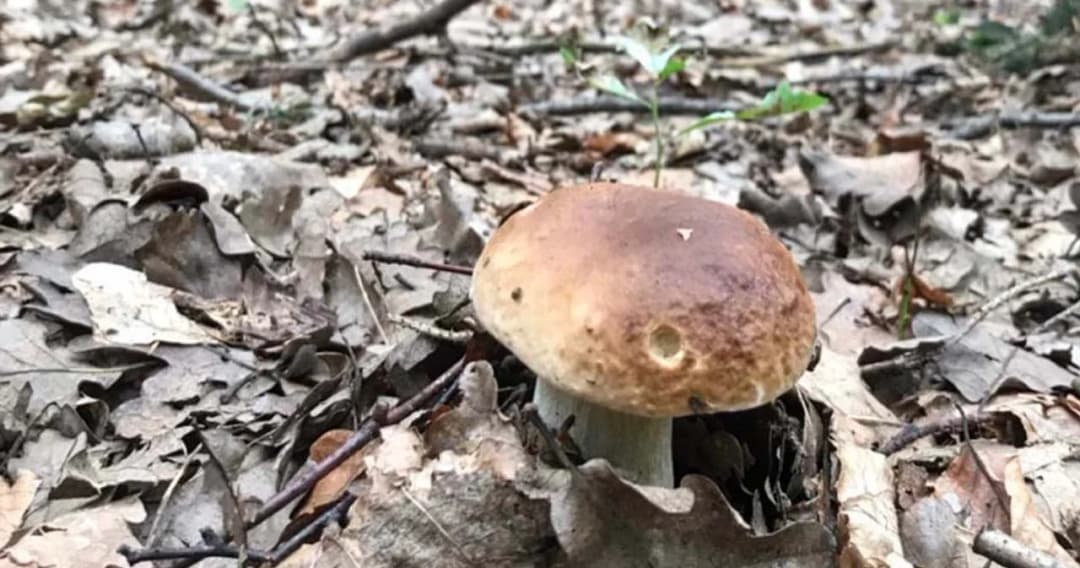 ทูตนริศโรจน์ ระบุ ข่าวคนไทยเก็บเห็ดหลงป่าลาวได้ฉีด ‘ไฟเซอร์’  ไม่เป็นความจริง