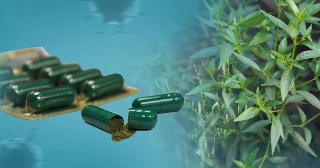 สรุปวิธีใช้และสรรพคุณ ฟ้าทะลายโจร รักษาโควิด-19