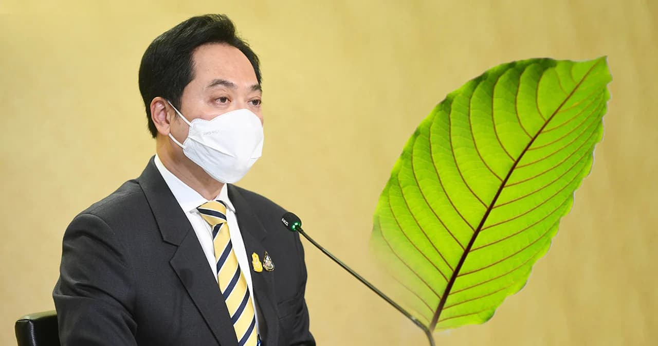 ดีเดย์ 24 ส.ค. ปลดใบกระท่อมพ้นยาเสพติด ปชช.ปลูก-ซื้อขายได้เสรี