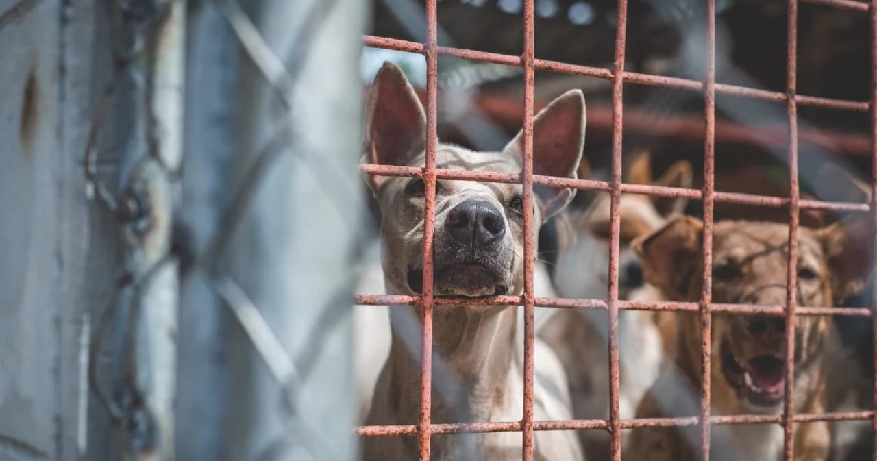 มูลนิธิซอยด๊อก ชวนตระหนักวิกฤตสุนัขจรจัดเนื่องในวันสุนัขโลก