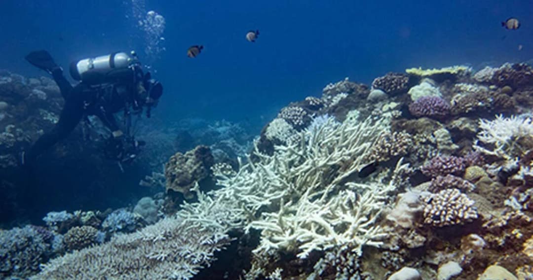 ความจริงแล้ว ‘ครีมกันแดด’ รุ่นบุกเบิก เป็นมิตรกับทะเล