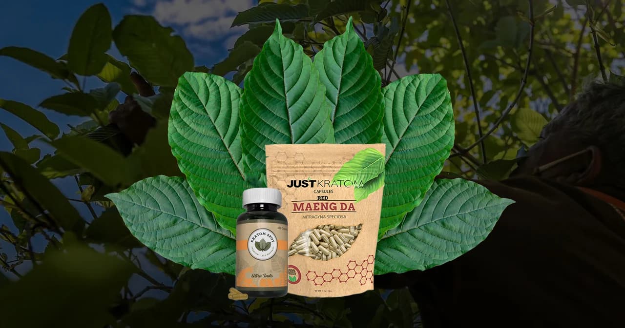 อนาคต ‘กระท่อม’ จากพืชเสพติด สู่พืชเศรษฐกิจได้จริงหรือ?