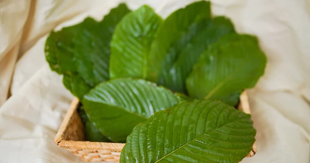 รมว.ยุติธรรม ดันพืชกระท่อมไทยสู่ตลาดโลก หวังช่วยเกษตรกรปลดหนี้กองทุนหมู่บ้าน