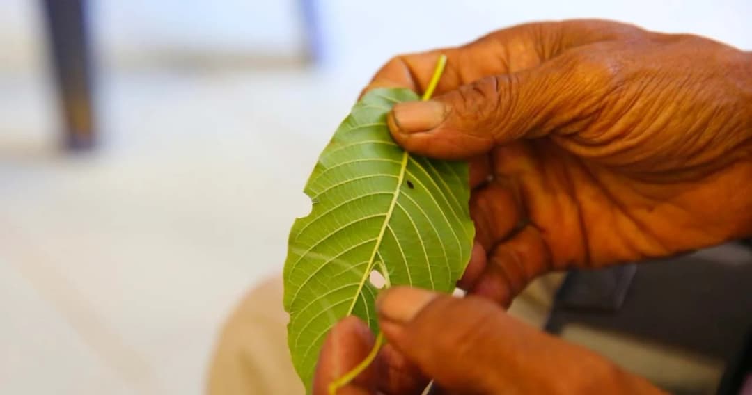 รมว.ยุติธรรมเล็งรับอาสาสมัครทดลองใช้พืชกระท่อมบำบัดเลิกติดยาบ้า นำร่องปัตตานีที่แรก